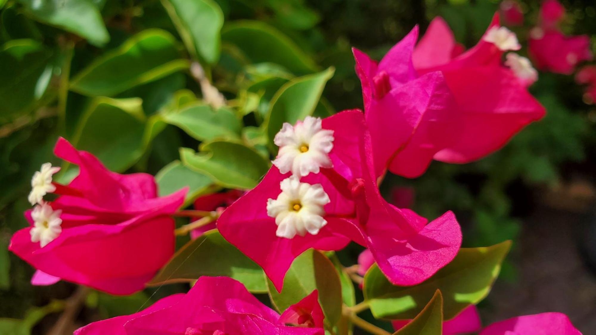 מיאמי Casa Cuba In Little Havana, Brickell, Calle 8 And 10 Minutes To The Beach Free Parking מראה חיצוני תמונה